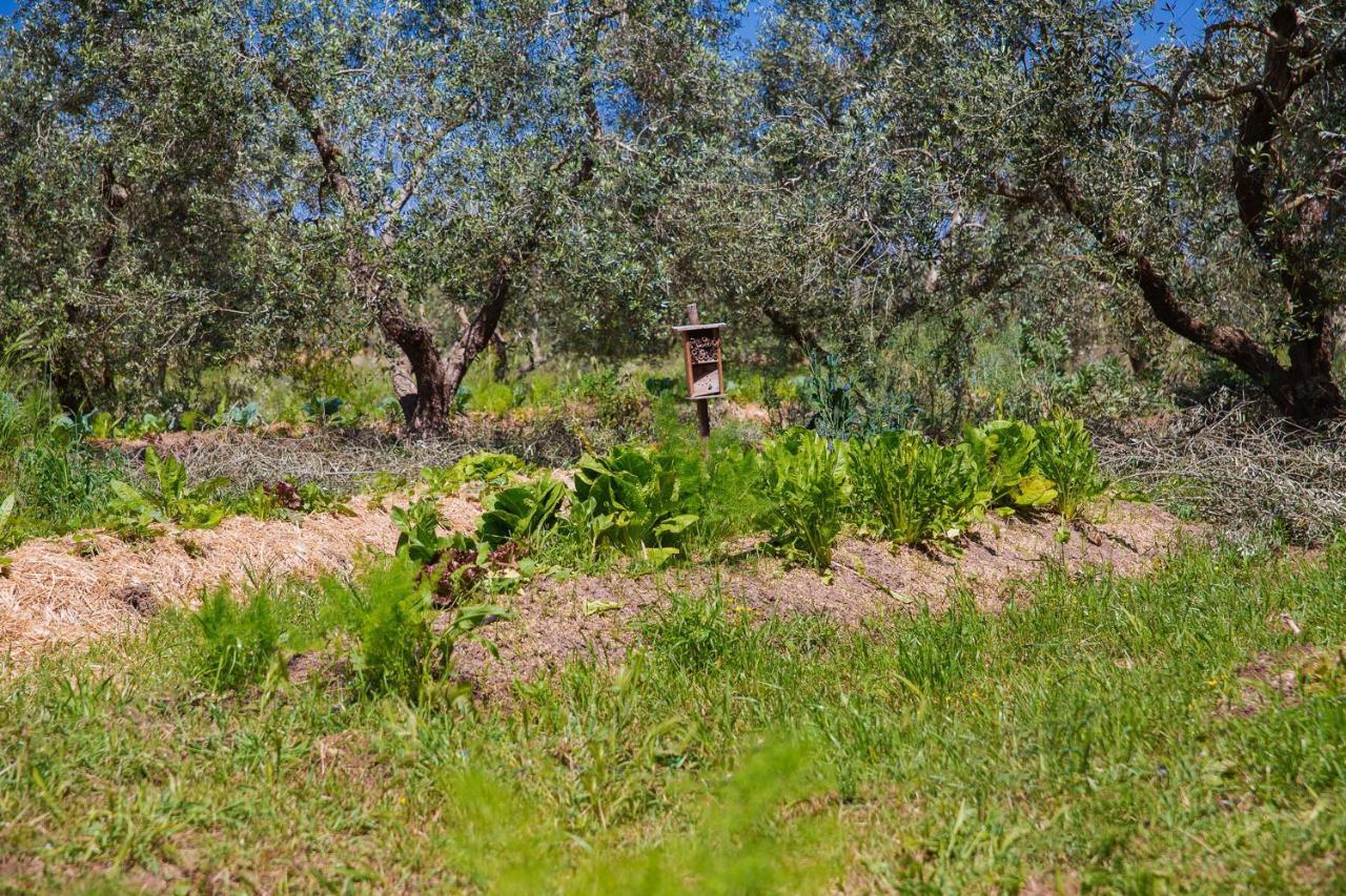 Bed and Breakfast Agriturismo Biologico Piccapane Cutrofiano Exterior foto